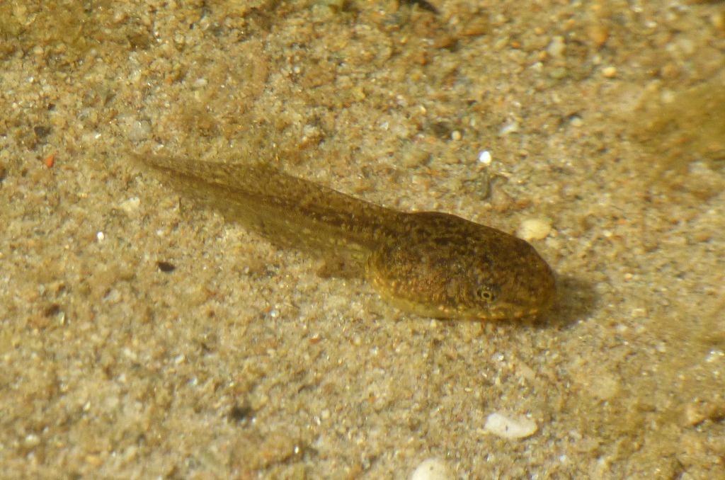 Girini di quale specie??? Pelophylax cfr. ridibundus (LU)